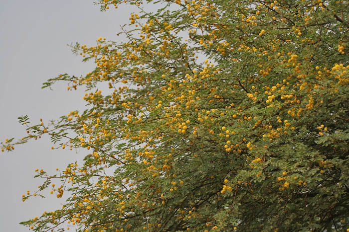 Файл:Babool (Acacia nilotica) flowers at Hodal W IMG 1248.jpg