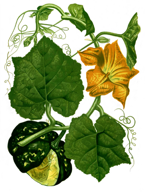 Cucurbita maxima Blanco2.320.png