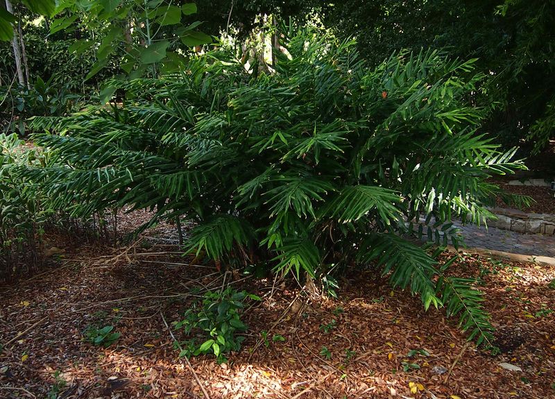 Файл:Zingiber gracilis.jpg